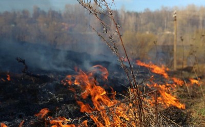 С начала года в области зафиксирован 631 пожар в природных экосистемах